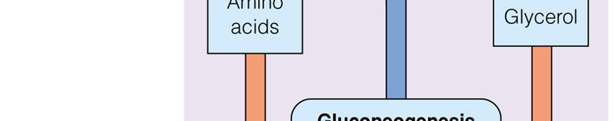 Gluconeogenesi: sintesi del