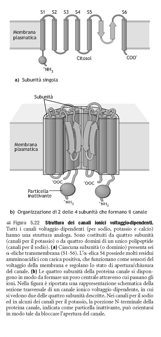 Meccanismo di gating dei canali voltaggio-dipendenti I canali a controllo da potenziale hanno struttura conservata: la/e proteina/e si ripiega a formare tubo cavo transmembrana: una porzione di