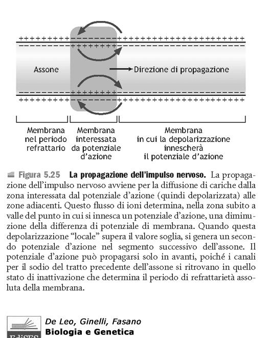 Propagazione come onda di depolarizzazione Il pot di azione procede solo in avanti perché