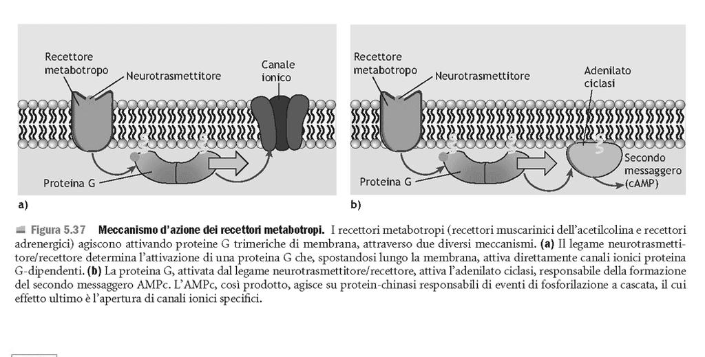 Recettori dei neurotrasmettitori Recettori metabotropi: recettori di membrana che innescano cascata segnalazione intracellulare trasmissione indiretta, + lenta, con effetto