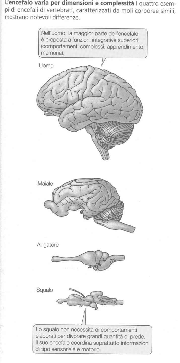 Il sistema nervoso nei vari gruppi sistematici mostra un diverso grado di complessità.