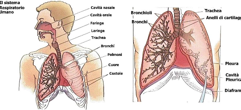 La pleura è una membrana sierosa a doppio