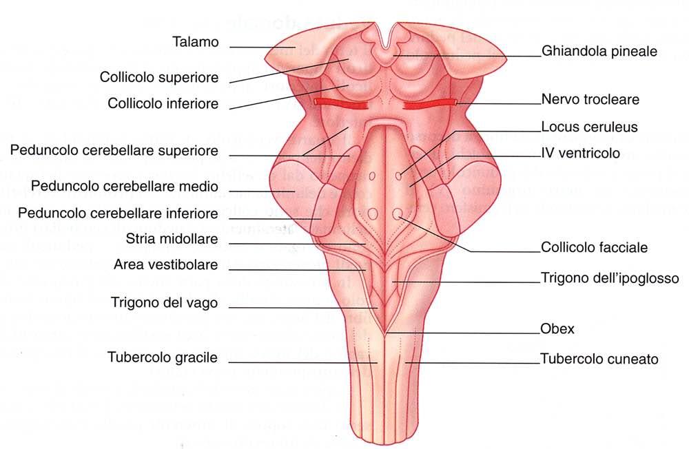 Proiezione posteriore IV Immagine tratta da: Neuroanatomia,