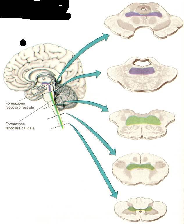 Immagine tratta da: Neiroanatomia