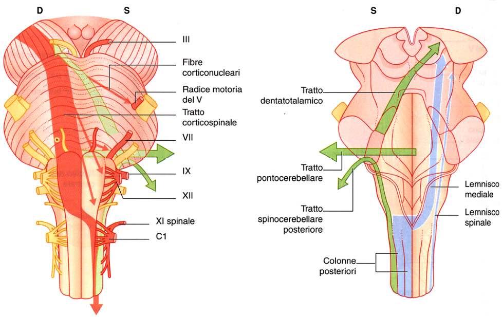 Immagine tratta da: Neuroanatomia, Fitzgerald,