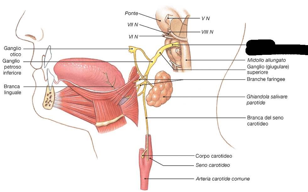 Immagine tratta da: Anatomia Umana, Martini, Timmons,