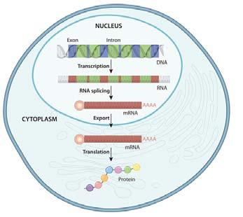 Trascritti degli eucarioti I trascritti primari sintetizzati dalla RNA polimerasi contengono sequenze che non faranno parte del mrna maturo: Introni: vengono rimossi prima che il mrna maturo lasci il