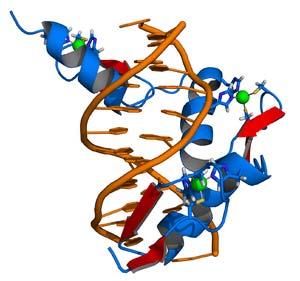 Homeodomain (tipo particolare del dominio Helix turn helix )