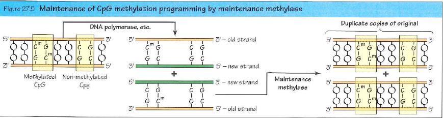 MM = Maintenance Methylase Metilasi di