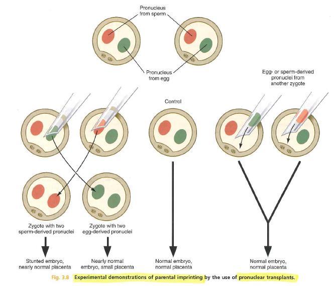 Trapianto pronucleare e imprinting parentale