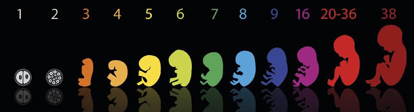 Riproduzione, gravidanza e parto I genitali assumono morfologia maschile o femminile.