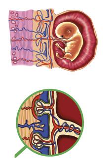 Le funzioni degli annessi embrionali La placenta La placenta è un organo che si forma dalla compenetrazione dei villi primitivi nell endometrio; è quindi un organo in parte di origine materna,