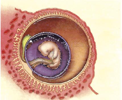 estrogeni progesterone Essi hanno il compito di mantenere ed adeguare l apparato gravidico materno alle necessità della gestazione stessa. 3.