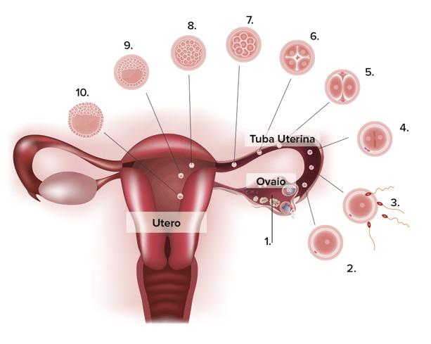 Anatomia e fisiologia del corpo umano delle mestruazioni, così pure meno evidentemente il ciclo ovarico.
