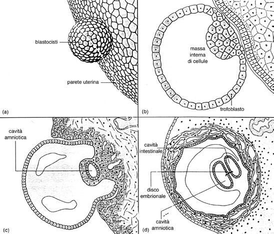 Anatomia e fisiologia del corpo umano le strutture dell embrione. In questa fase l uovo fecondato ha un diametro di 1-2 mm.