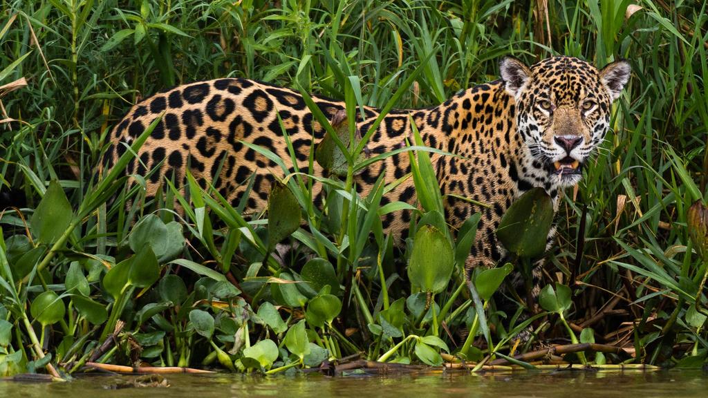 Pantanal Alla ricerca del giaguaro Dal 21 al 29 Settembre 2018 Una spedizione fotografica di 8 giorni nel Pantanal del Mato Grosso, Brasile.