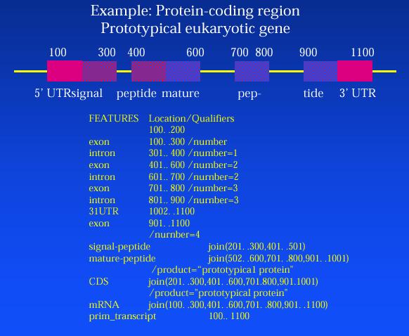 DDBJ/EMBL/GenBank Feature table 100