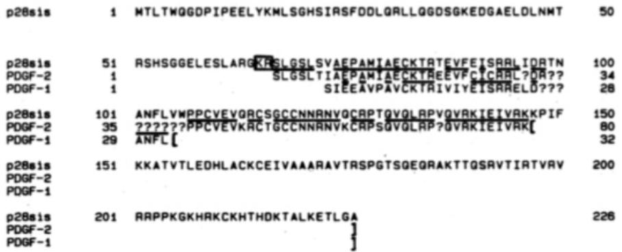 Simian sarcoma virus onc gene, v-sis, is derived from the gene (or genes)