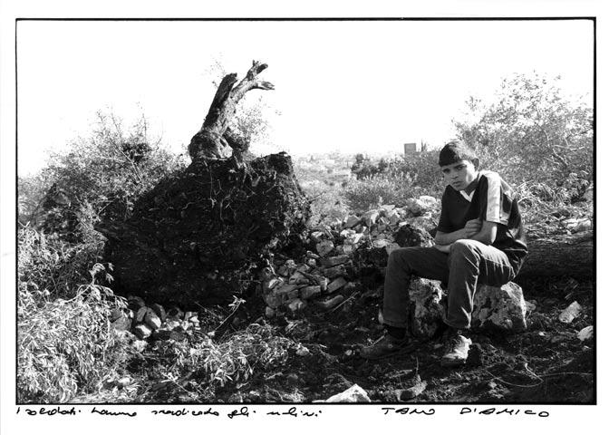 1988-00-00-PA-34 Si tenta di rialzare gli ulivi sradicati dai coloni e dai militari israeliani