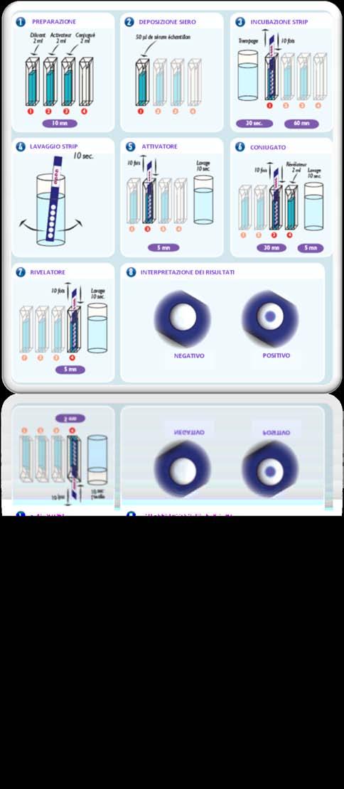 Lavaggio della strip in acqua distillata 5. Inserimento della strip nella provetta n. 2 con attivatore 6.
