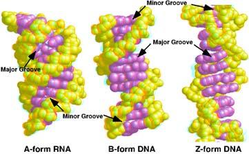 copying mechanism for the genetic material.