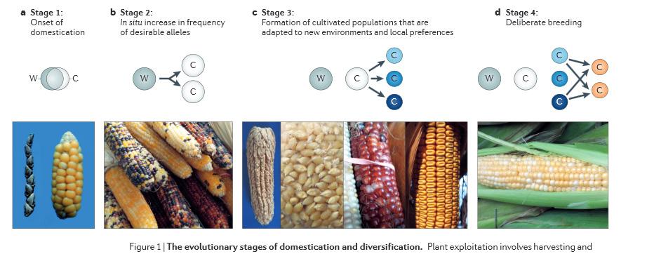 Association mapping in germplasm collections.