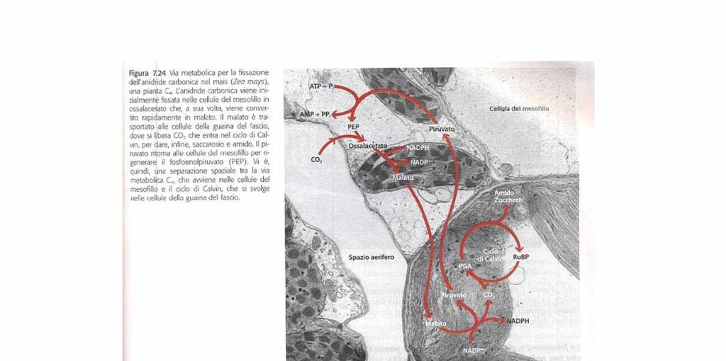 Cellula