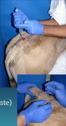 1.1 Approccio chirurgico dell addome Approccio chirurgico: Laparotomia ventrale Fossa del fianco sx L