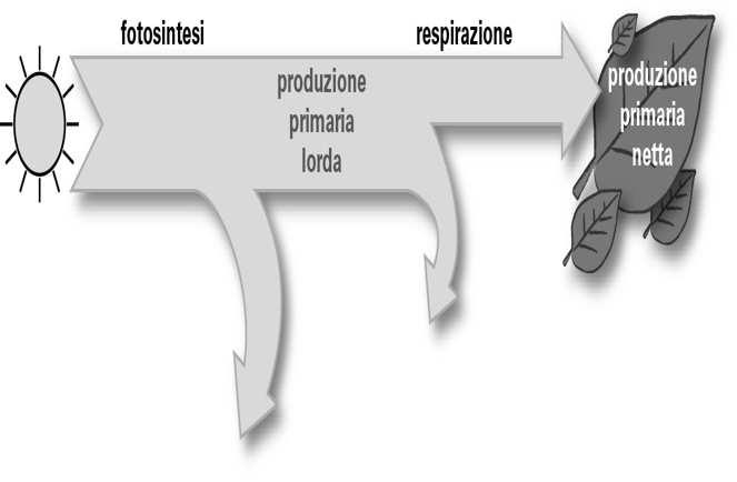 La produzione primaria fotosintesi 12 H 2 O + 6 CO 2 C 6 H 12 O 6 + 6 O 2 + 6 H 2 O respirazione 12 H