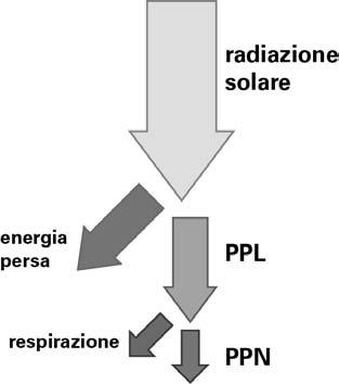 Efficienze negli autotrofi efficienza fotosintetica: e F = PPL/ radiazione solare efficienza di produzione netta: e N =