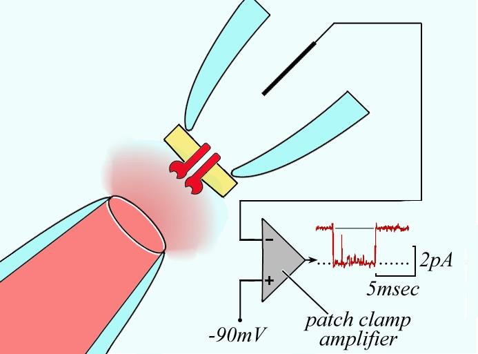 Patch clamp - 12 L outside-out è molto utile per studiare le correnti di singolo canale date dai recettori-canale, come ad esempio il recettore nicotinico per l acetilcolina