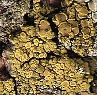 Licheni crostosi I licheni crostosi hanno un tallo appiattito