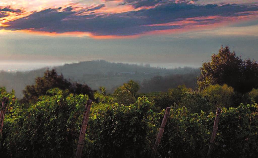 . The Società Agricola ZINTO is located in an area with a strong winemaking tradition on the hills of Conegliano, very close to the municipality of San Pietro di Feletto, in the heart of the D.O.C.G.
