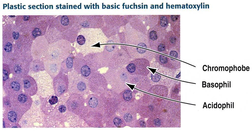 Adenoipofisi Immagine tratta da: Hystology and