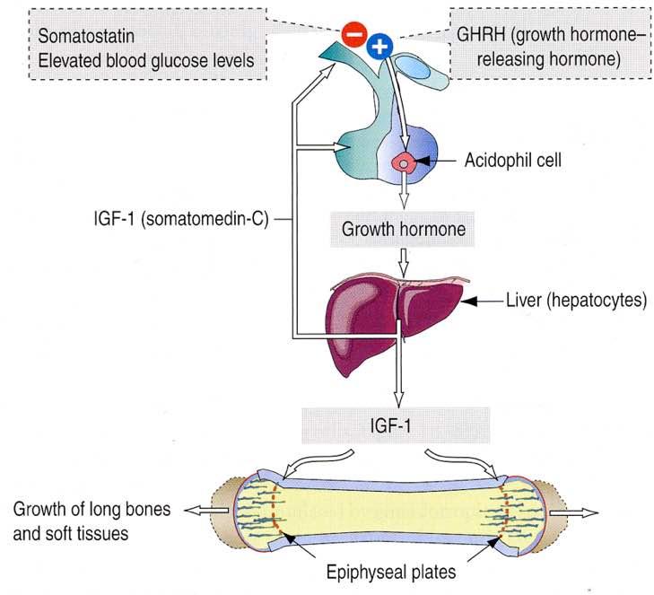 Ormone della crescita Immagine tratta da: Hystology