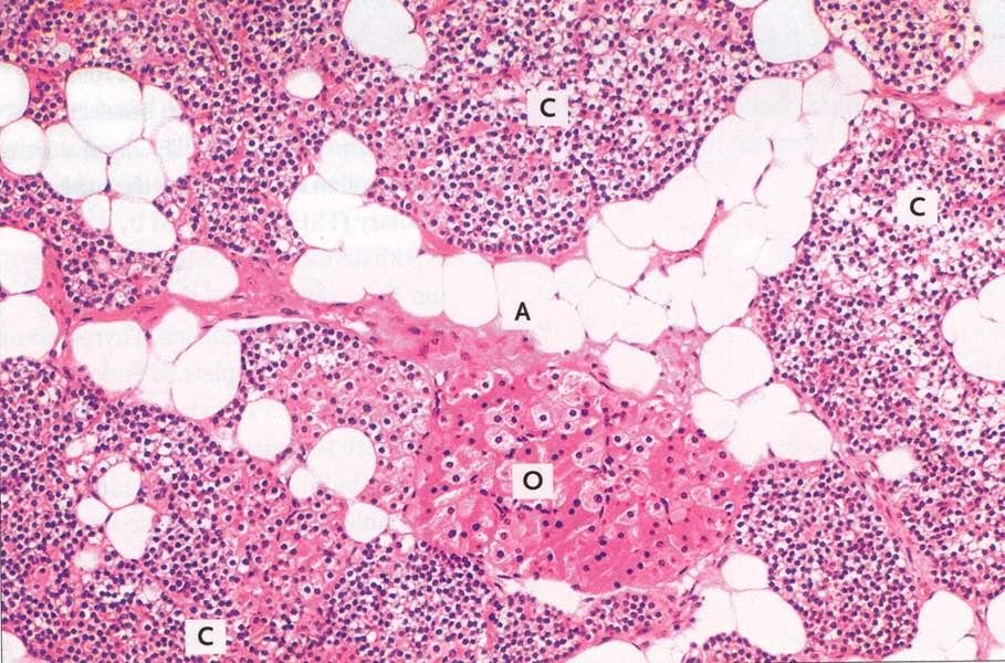 C: cellule principali, A: adipociti, O: cellule ossifile.