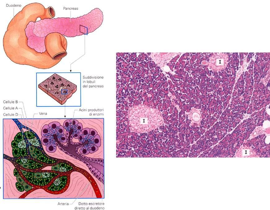 Immagine tratta da: Atlas of Functional Histology, JB Kerr, Mosby, I Edizione 1999