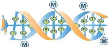 La metilazione del DNA nei vertebrati avviene tipicamente nei siti CpG (citosina-fosfato-guanina; che si ha ove la citosina è direttamente seguita da una guanina nella sequenza del DNA); tale