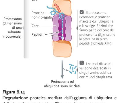 REGOLAZIONE POST-TRADUZIONALE: