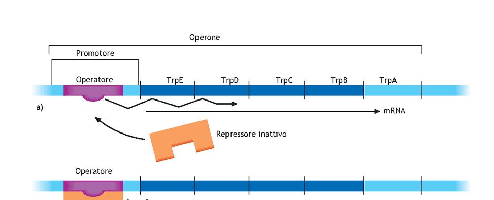 OPERONE Trp: : UN