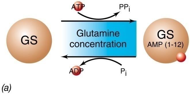 Regolazione della glutamina sintetasi La glutamina sintetasi (GS) è un enzima che svolge un ruolo chiave nel metabolismo dell azoto nella cellula.