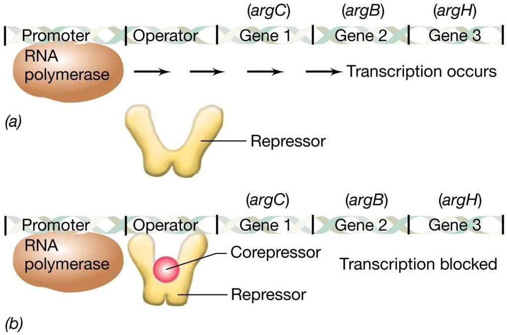 Regolazione dell operone arginina Nel caso di un enzima reprimibile, il corepressore (per esempio l arginina) si lega alla proteina repressore specifica (il repressore dell arginina).