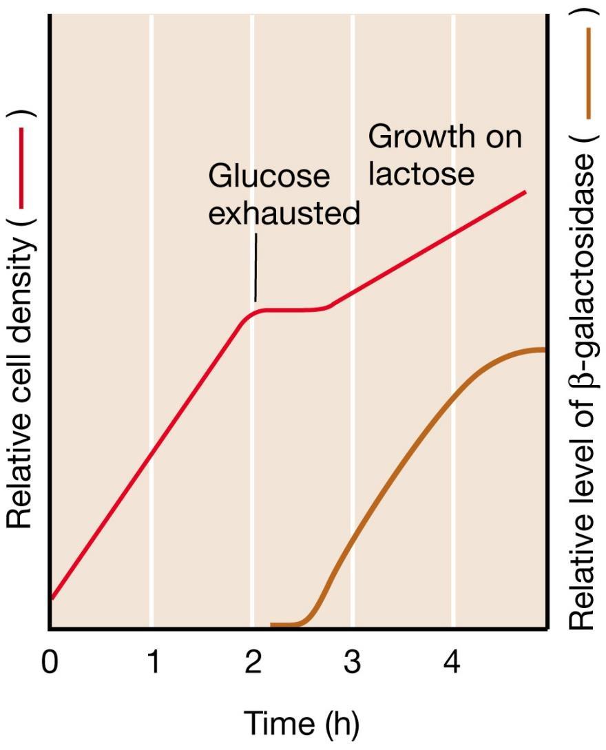 Crescita diauxica in presenza di una miscela di glucosio e lattosio Una conseguenza della repressione da catabolita è la crescita diauxica che si osserva quando due fonti di energia sono presenti