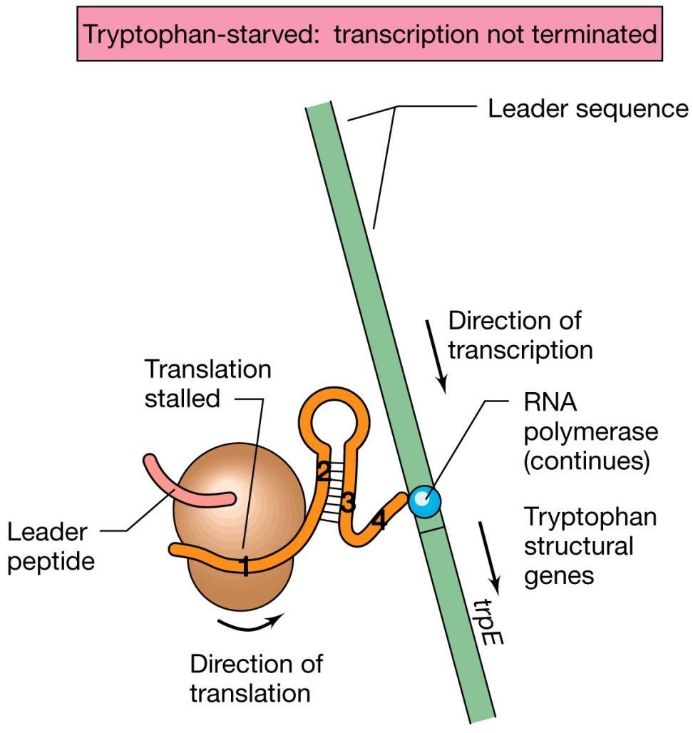 L attenuazione dell operone triptofano Se invece il triptofano è scarso, il ribosoma rallenterà in corrispondenza del codone triptofano; la sosta del ribosoma in questa posizione permetterà la