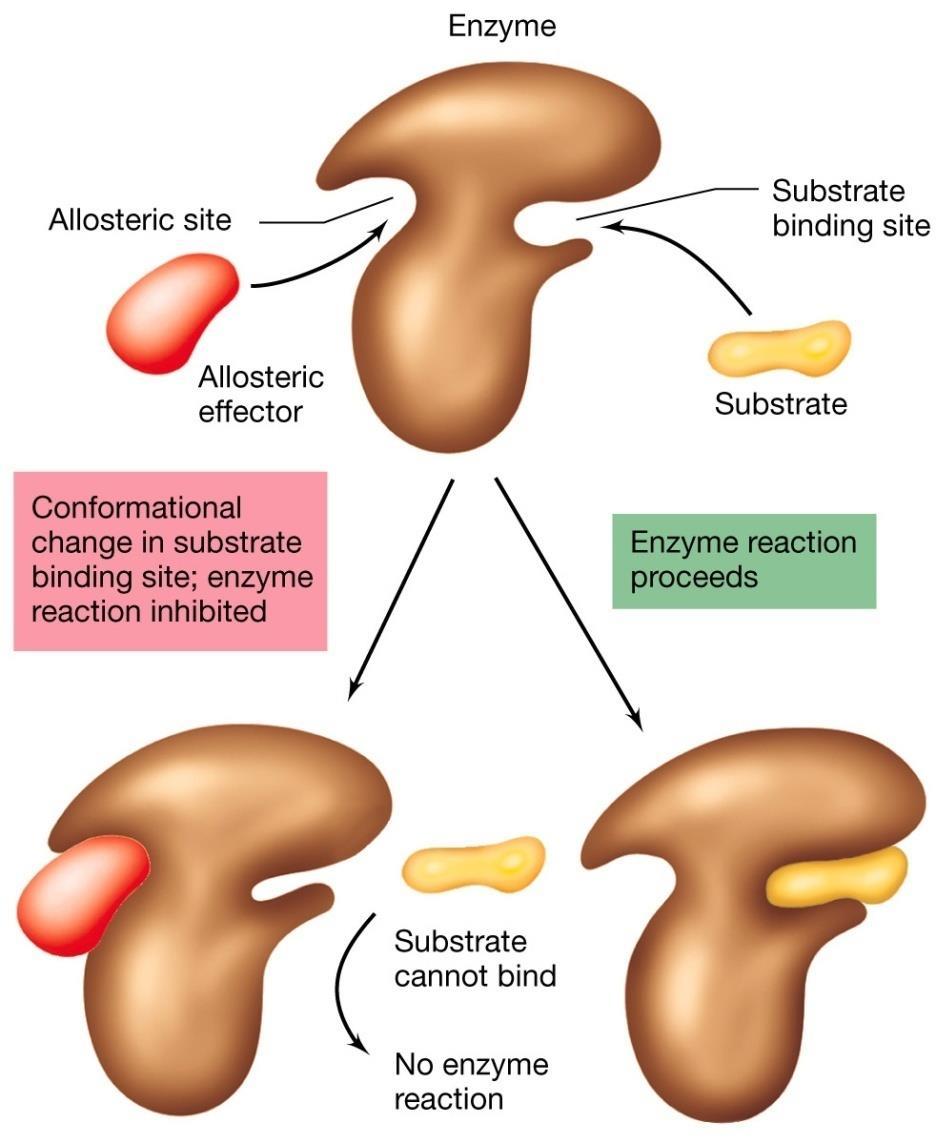 Allosteria L inibizione da feedback è resa possibile da una proprietà dell enzima definita ALLOSTERIA.