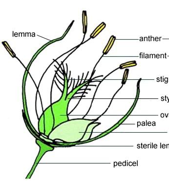il fiore delle Poaceae Antera (3) filamento Stigma (2) stilo Ovario (1) palea Lodicole lemma peduncolo Il fiore è molto ridotto e semplice; è contenuto in due lodicule o pagliette membranose (sono i