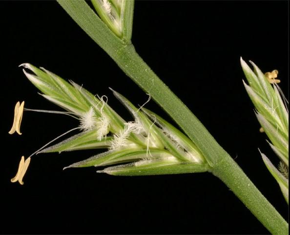 il fiore delle Poaceae Stigmi piumosi 3 stami (il terzo è nascosto) Lolium perenne in fioritura Il fiore è molto ridotto e semplice; è contenuto in due lodicule o pagliette membranose (sono i resti