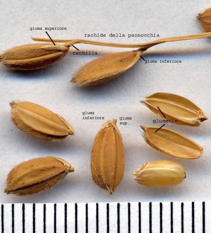 organizzazione della spighetta di Oryza sativa (riso). (nb.