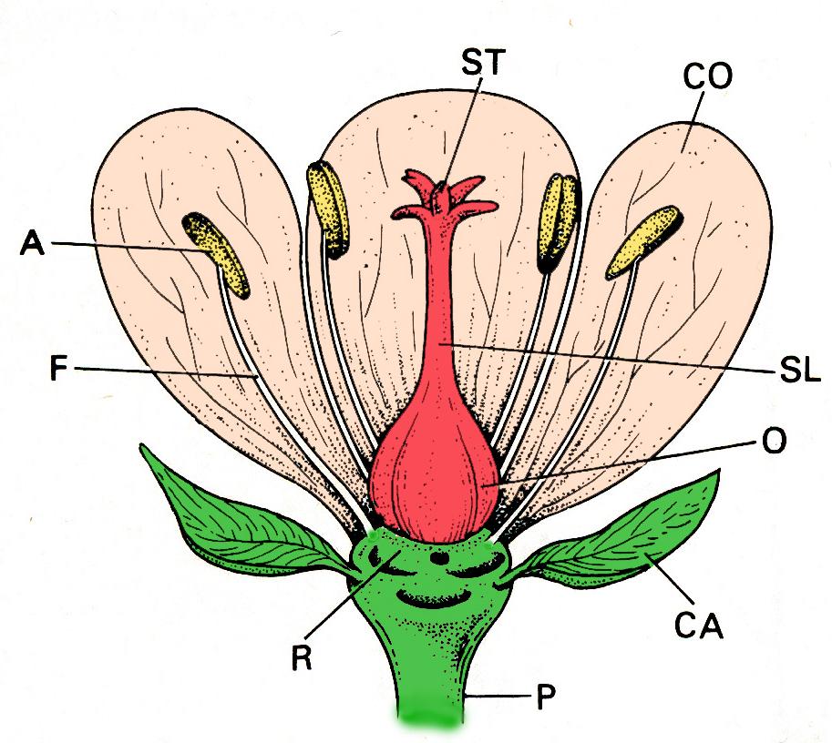 Il fiore Un fiore generico è composto da: Peduncolo fiorale (P) Ricettacolo (R) Perianzio (insieme dei Tepali) Calice (insieme dei sepali) (CA) Corolla (insieme dei