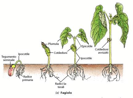 Seme Germinazione dei semi di alcune